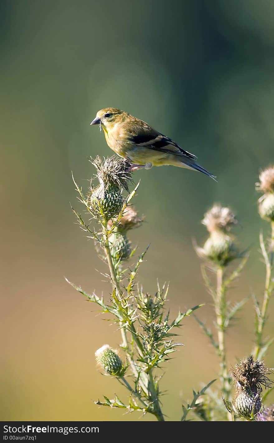 Goldfinch Enjoying Thistle Seeds For Lunch.