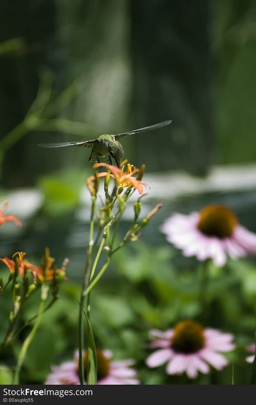 Ruby-Throated Hummingbird has lunch on a Blackberry lilly.