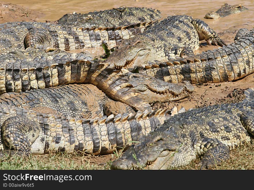 This shot was taken on a crocodile farm in thailand. This shot was taken on a crocodile farm in thailand.