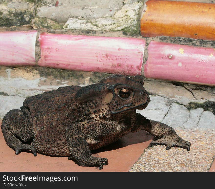 This brown bullfrog was posing for me in front of an ancient temple in thailand. This brown bullfrog was posing for me in front of an ancient temple in thailand.