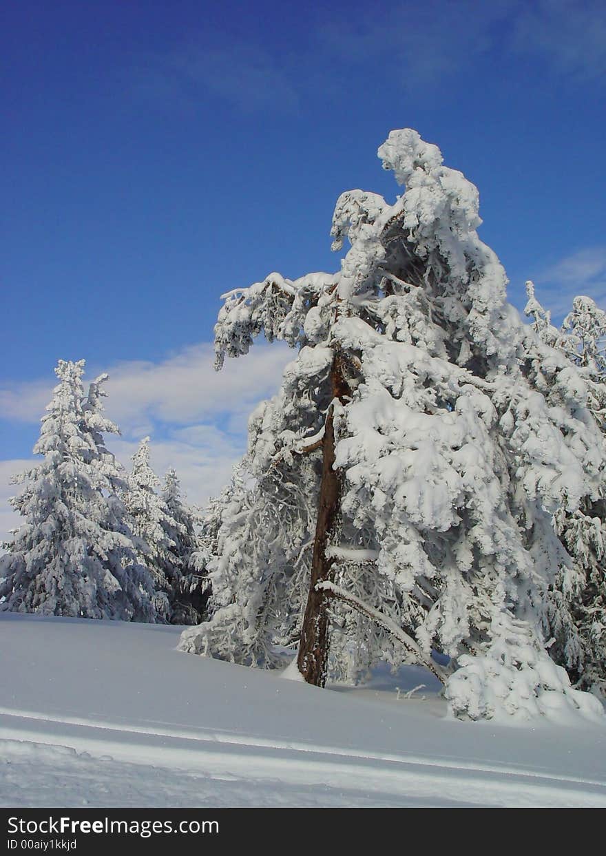 Pine in the mountain in winter. Pine in the mountain in winter