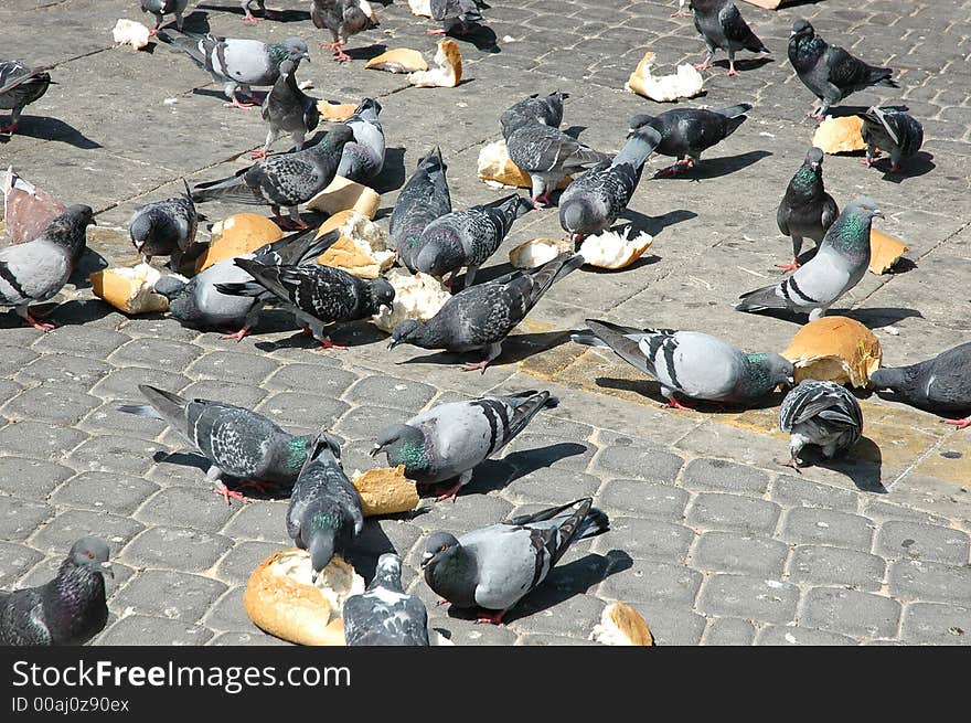 Pigeons on the square, Tel- Aviv