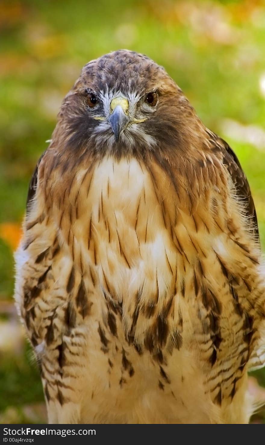 Red-Tailed Hawk (Buteo Jamaicensis) Stare