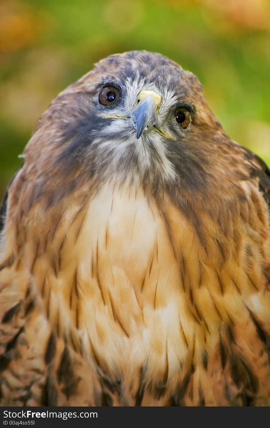 Fluffed up Red-tailed hawk (Buteo jamaicensis) looks up - focus on beak - captive bird