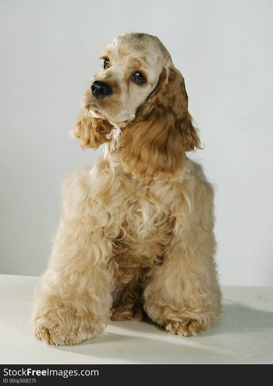 A Cocker Spaniel