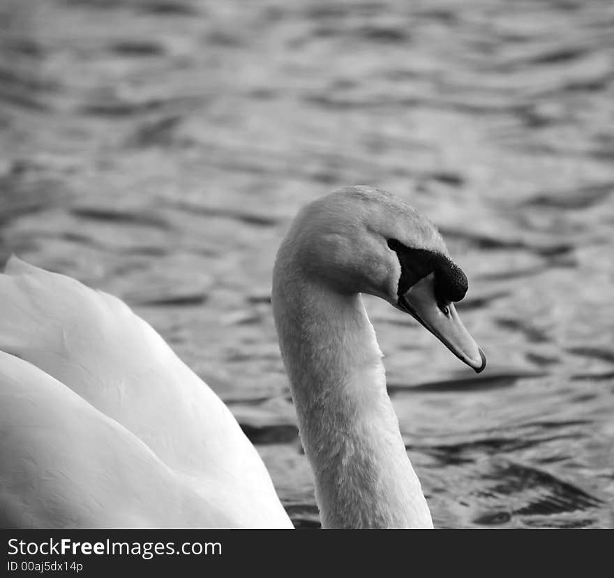 White swan side on black and white