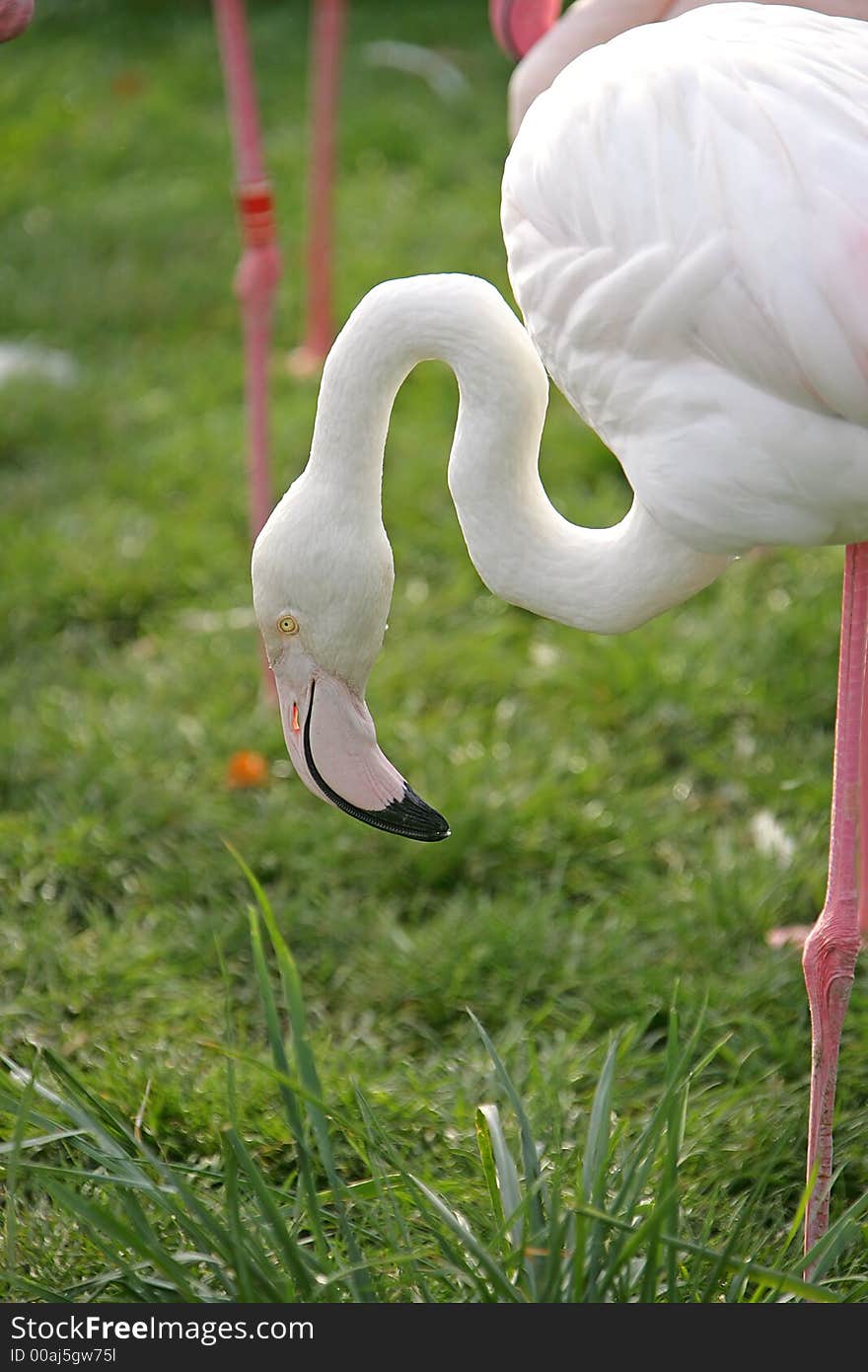 Portrait of Nice Pink Flamingo. Portrait of Nice Pink Flamingo