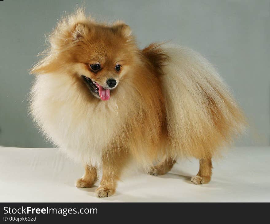 A peach-colored pedigree dog. A peach-colored pedigree dog