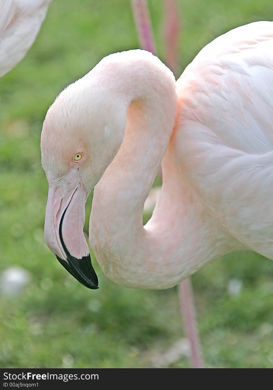 Portrait of Nice Pink Flamingo. Portrait of Nice Pink Flamingo