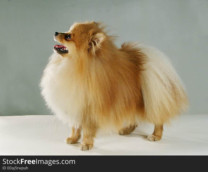 A peach-colored pedigree dog. A peach-colored pedigree dog