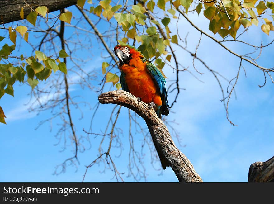 A beautiful African Parrot sitting on the limb of a tree. A beautiful African Parrot sitting on the limb of a tree