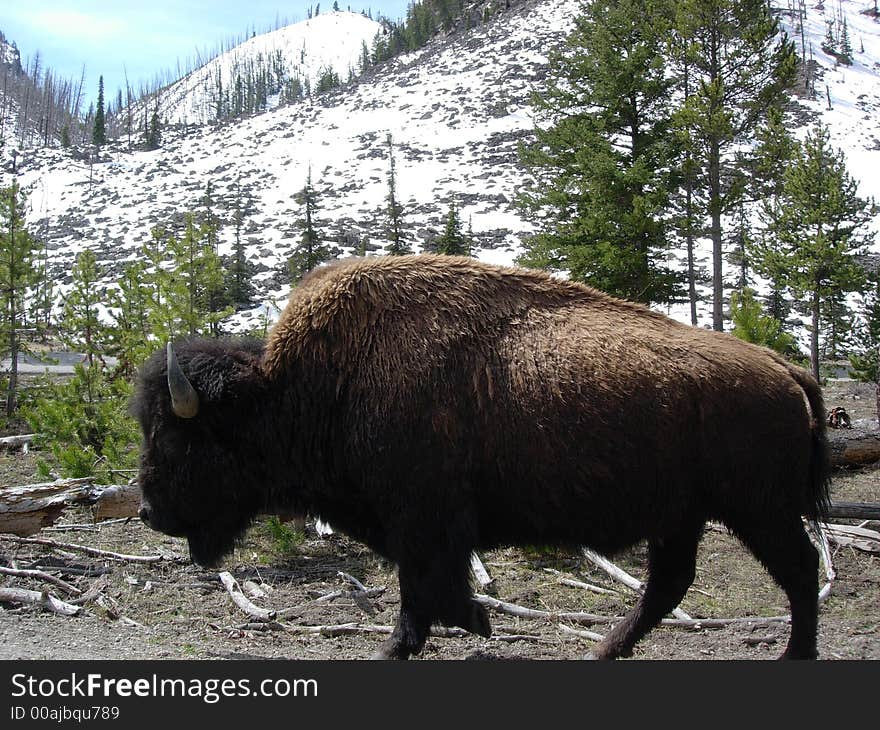 Big Bison