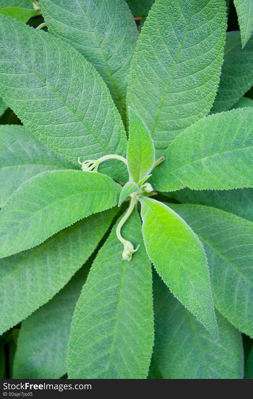 Close-up on the leaves of a Rhytidophyllum tropical plant.