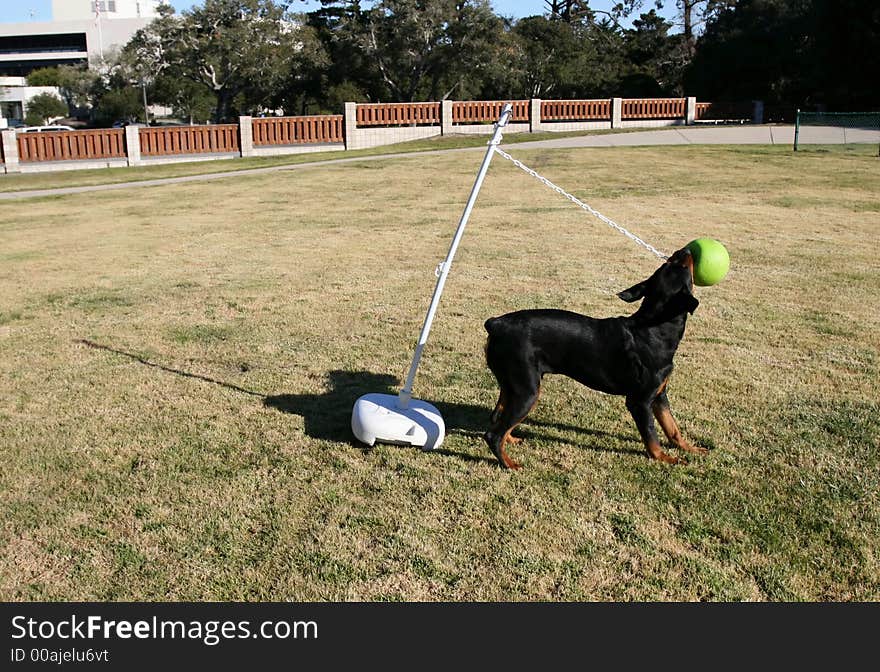 Tanker the wonder dog playing tetherball. Tanker the wonder dog playing tetherball