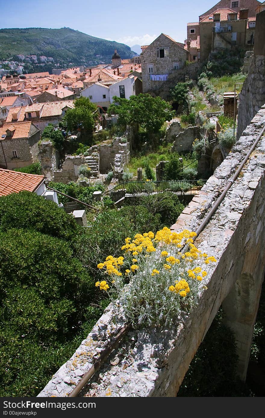 Wildflowers Growing on the Ruins of Dubrovnik