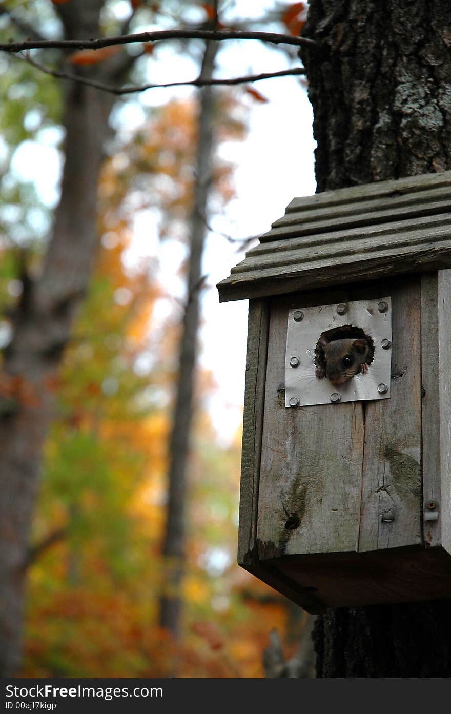 Handmade birdhouse with a chipmunk as a visitor. Handmade birdhouse with a chipmunk as a visitor.