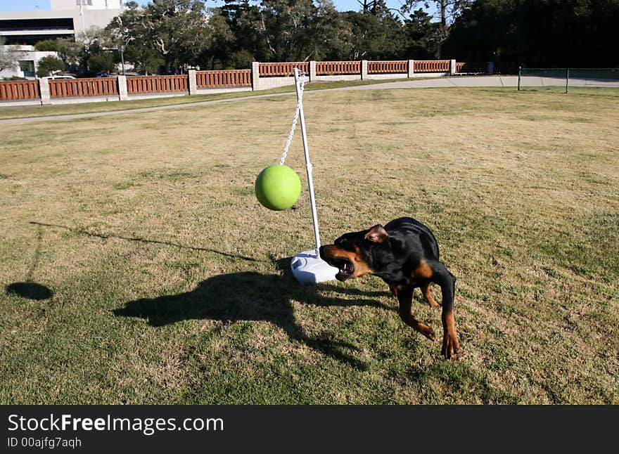 Tanker the wonder dog playing tetherball. Tanker the wonder dog playing tetherball