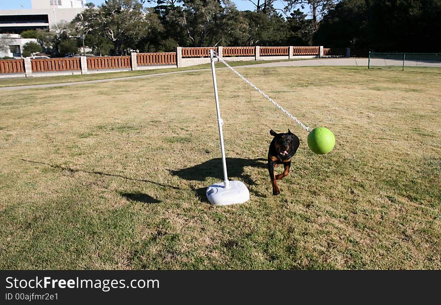 Tanker the wonder dog playing tetherball. Tanker the wonder dog playing tetherball