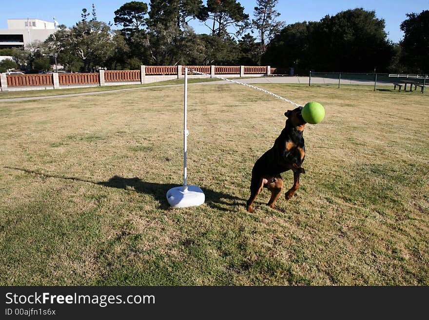 Rottweiler Tetherball