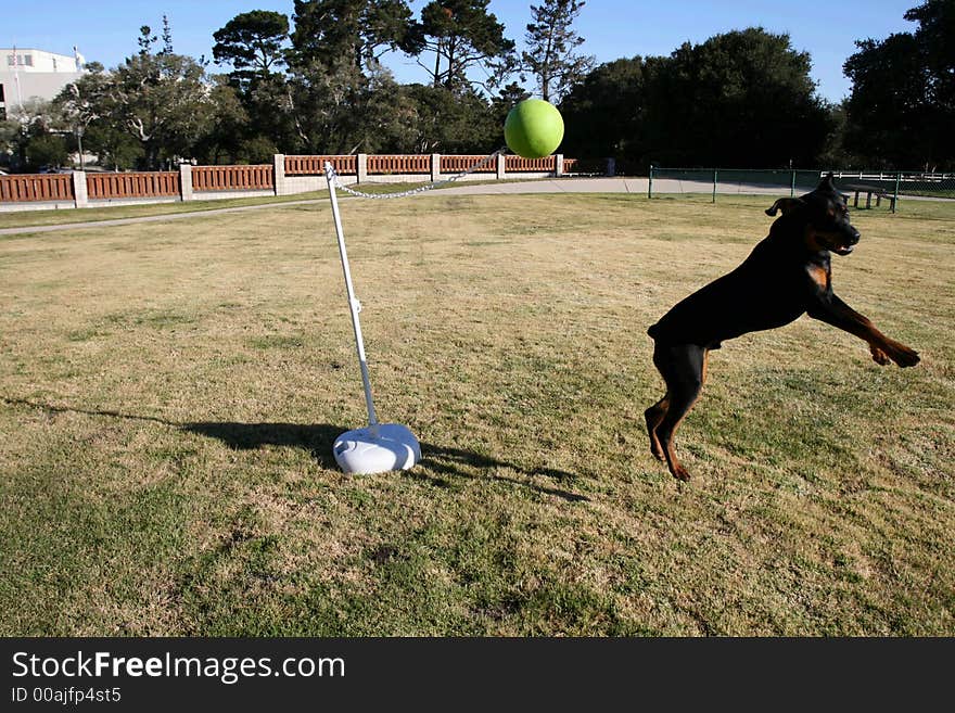 Tanker the wonder dog playing tetherball. Tanker the wonder dog playing tetherball