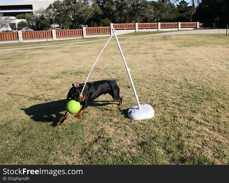 Rottweiler Tetherball