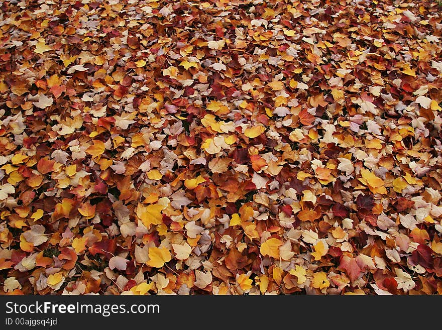 Fall leaves on the ground ready to rake