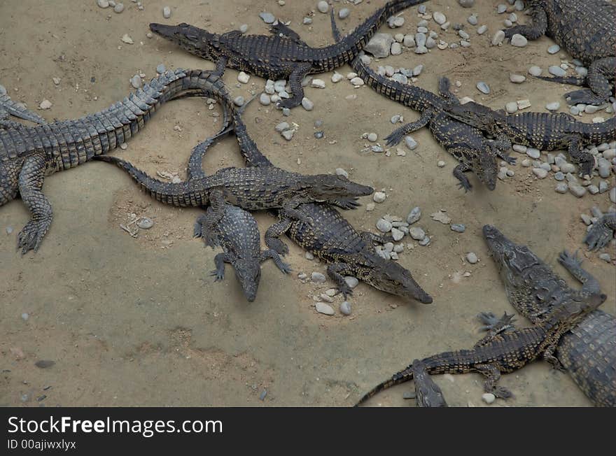 Small crocodiles