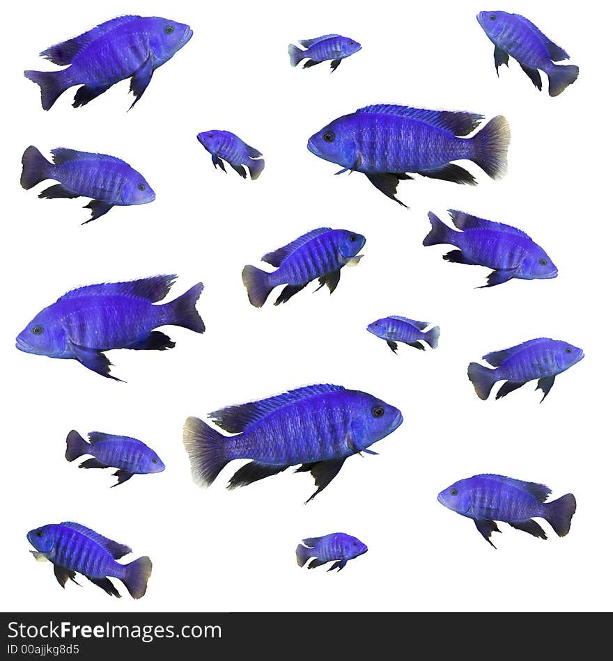 Collage with bright blue fish. Collage with bright blue fish