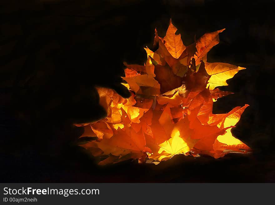 Autumnal fire