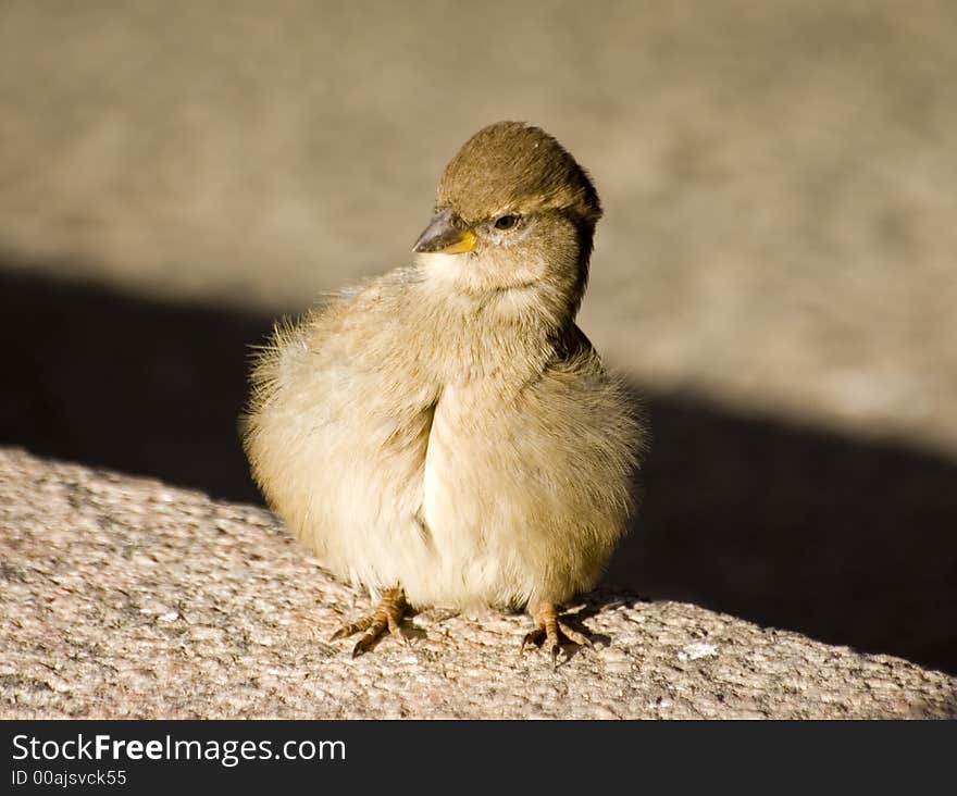 A sparrow is household in the street of Saint-Petersburg. A sparrow is household in the street of Saint-Petersburg