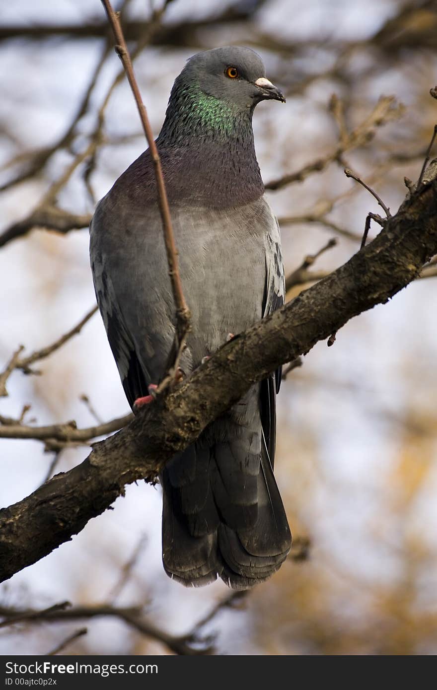 A dove is in a park