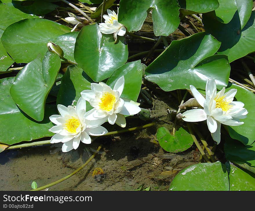 A white whater-lily in Balchik Castle. A white whater-lily in Balchik Castle