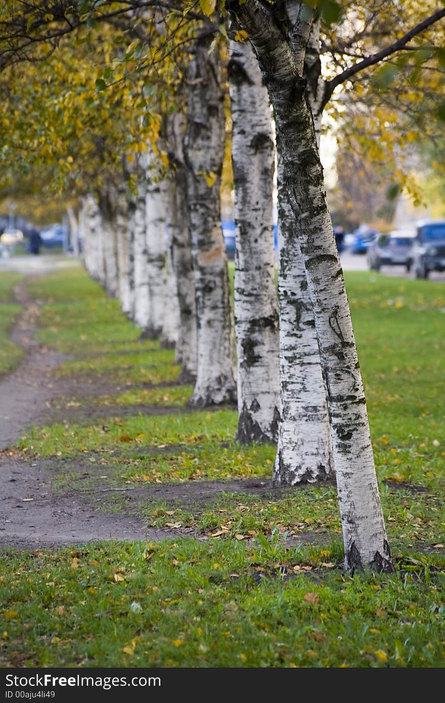 A line of birchs is in September, Sankt-Peterburg, Russia. A line of birchs is in September, Sankt-Peterburg, Russia