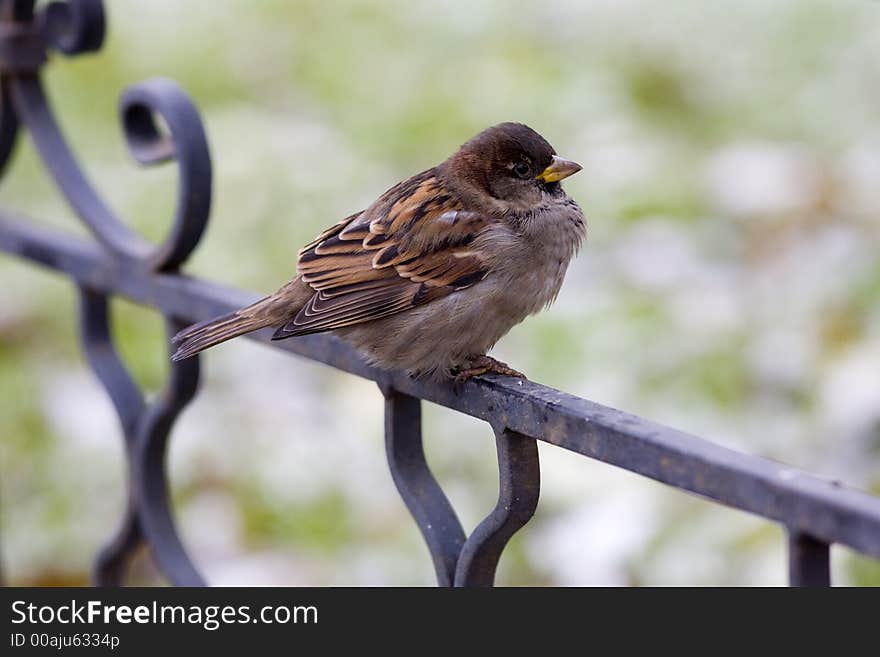 Sparrow, september, Russia, сool day. Sparrow, september, Russia, сool day