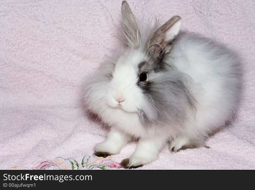 The royal lion's rabbit on faintly pink material