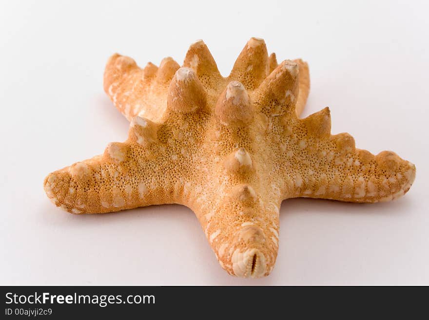 Starfish isolated on white background