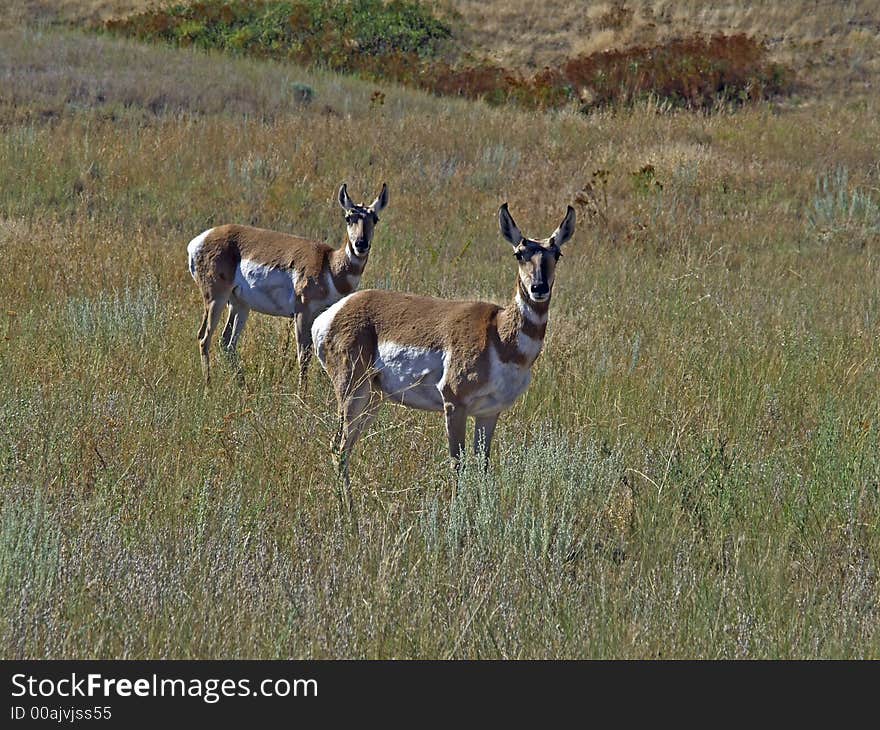 This image of the two antelope looking at me was taken in western MT.