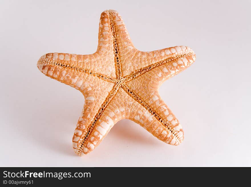 Starfish isolated on white background