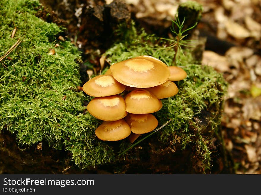 Concentration of fungus on conifer