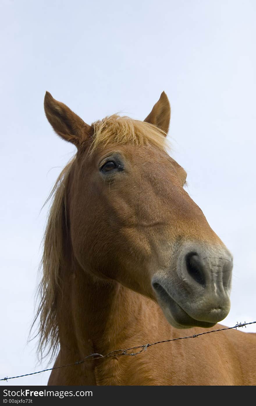 Horse looking to the right with blue sky and barbed wire