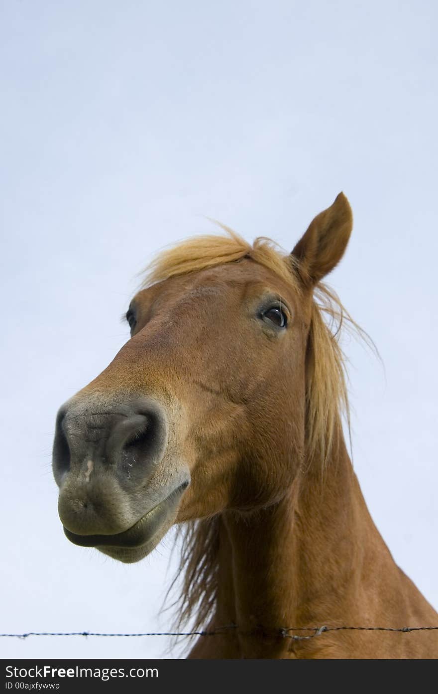 Horse looking down with blue sky and barbed wire