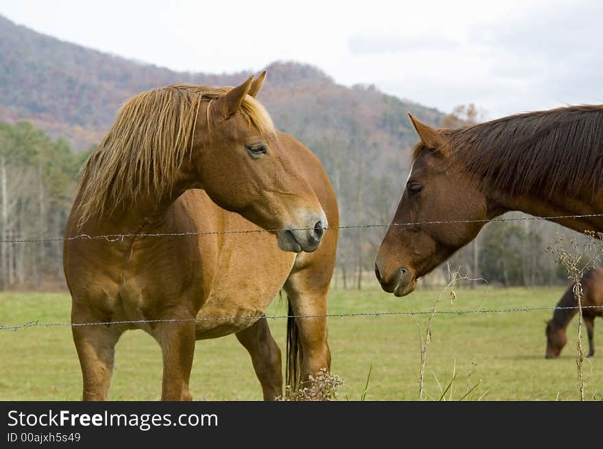 Horses greet each other in Tennessee pasture