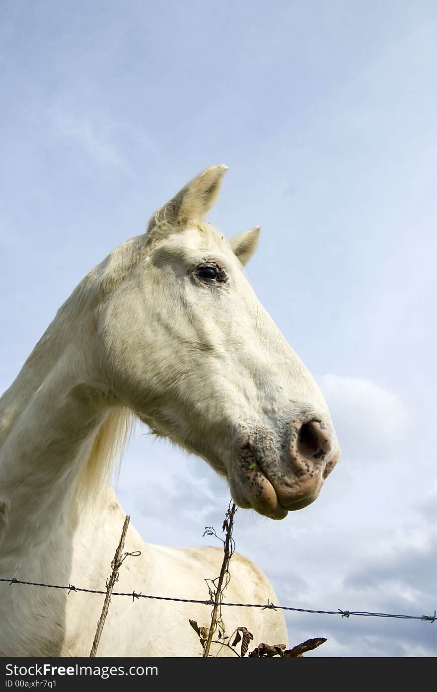 White Horse, Blue Sky And Barbed Wire Fence