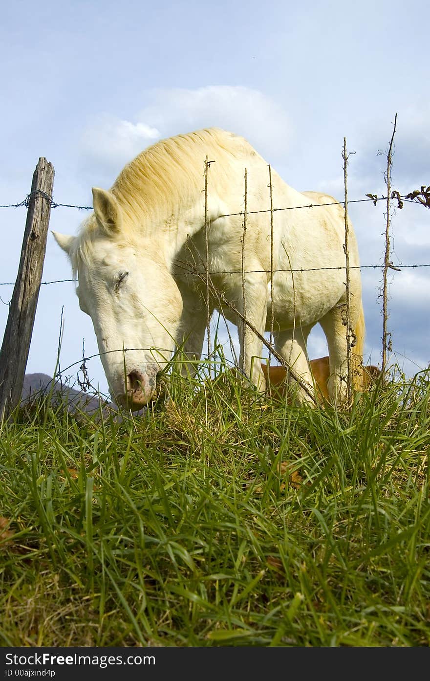 The grass is apparently greener on the other side of the fence for this horse, which is leaning over the barbed wire to nibble on grass in a Tennessee pasture