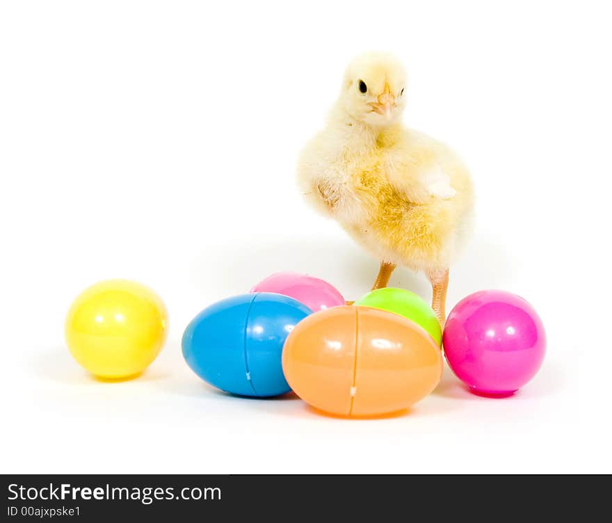 A baby chick stands behind several colorful plastic Easter eggs on white background. A baby chick stands behind several colorful plastic Easter eggs on white background