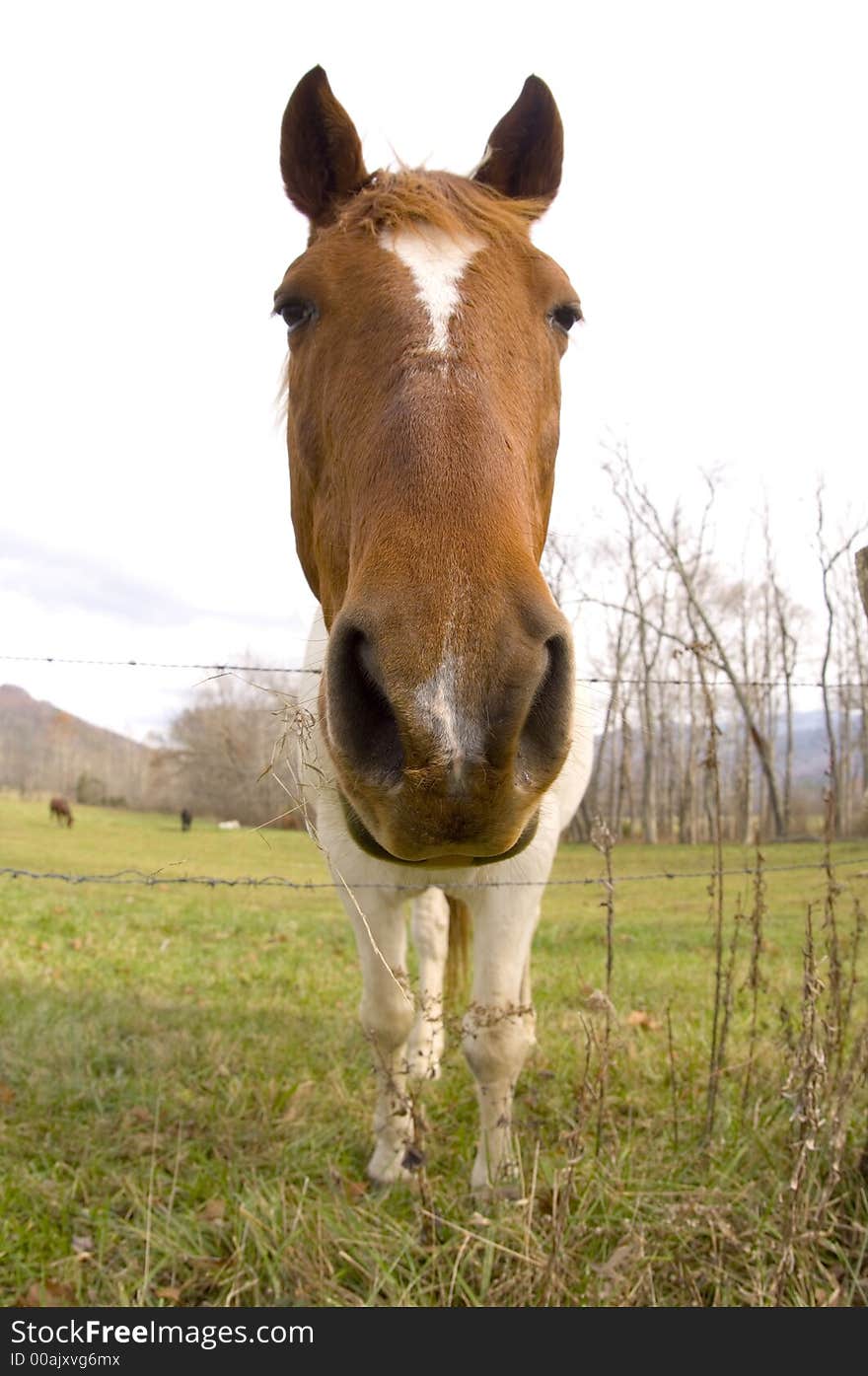 Horse looking straight ahead (wide angle)