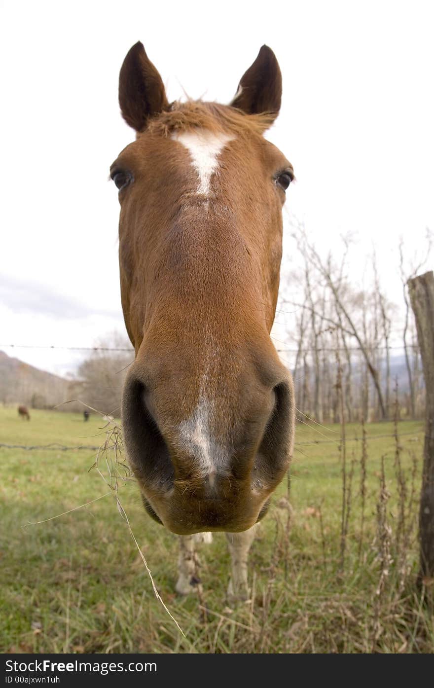 Horse looking straight ahead (wide angle)