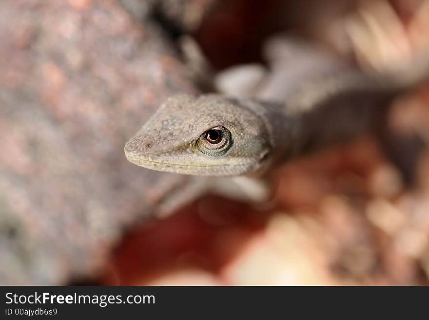 A small lizard keeps a watchful eye for danger.  Narrow DOF, focusing on the eye. A small lizard keeps a watchful eye for danger.  Narrow DOF, focusing on the eye.