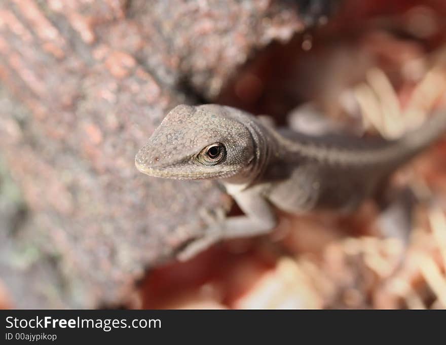 A wide view of the cautious lizard. A small lizard watching carefully. Narrow DOF focuses on the face and eye.