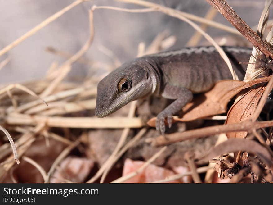 A small lizard relaxes on brush. Narrow DOF focuses on the face/eye area. A small lizard relaxes on brush. Narrow DOF focuses on the face/eye area.